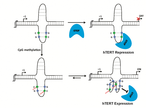 研究成果：以hTERT基因探討DNA甲基化與G-quadruplex之交互影響基因表現機制
