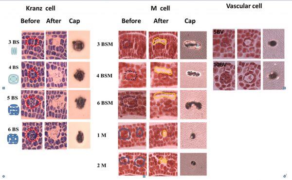 研究成果：C4與C3植物維管束鞘細胞及葉肉細胞發育之不同