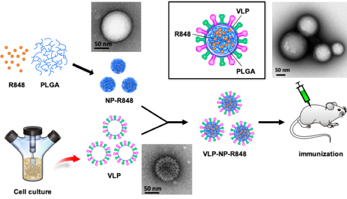 研究成果：以外覆生物膜之奈米載體發展抗流感病毒之藥物與疫苗
