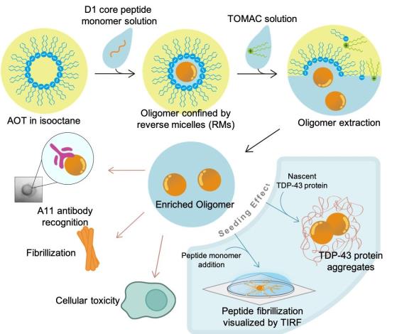 研究成果：TDP-43蛋白片段寡聚物之生化及生醫研究