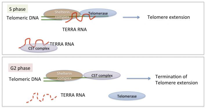研究成果：端粒RNA 與CST 蛋白體的交互作用來調控端粒的完整性